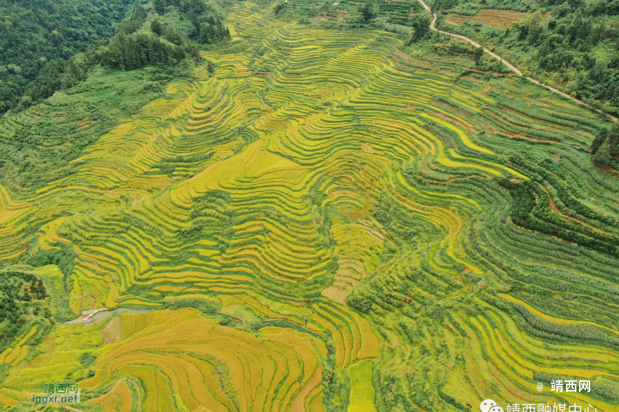 靖西2023：18万亩水稻描绘秋收盛景 - 靖西市·靖西网
