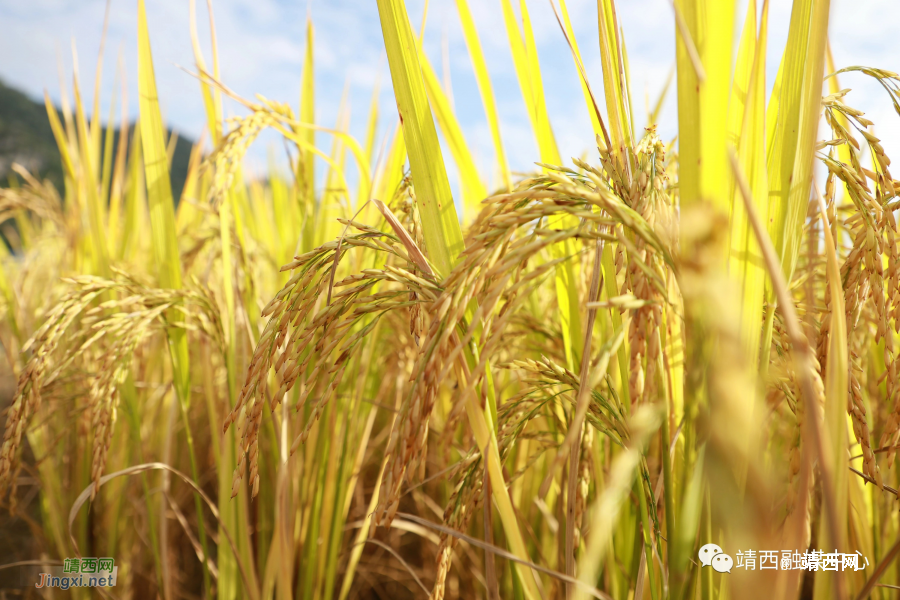 靖西市举行“学习强国”学习平台供稿集体采风活动 - 靖西市·靖西网