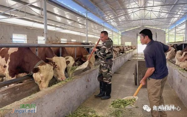 靖西：多元化产业助推村集体经济跑出“加速度” - 靖西市·靖西网