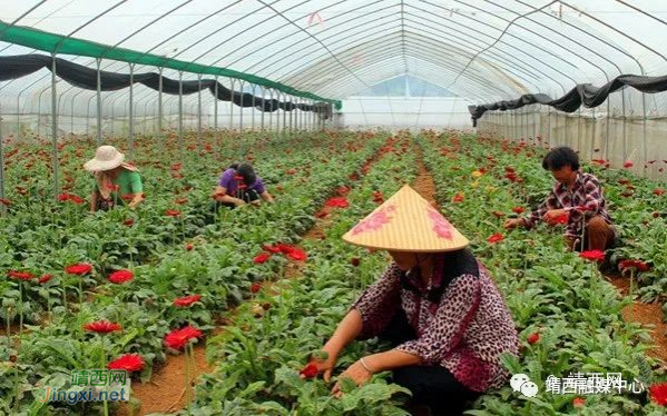 靖西：多元化产业助推村集体经济跑出“加速度” - 靖西市·靖西网