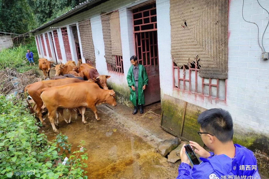 靖西：多措并举 全力推进肉牛产业发展 - 靖西市·靖西网