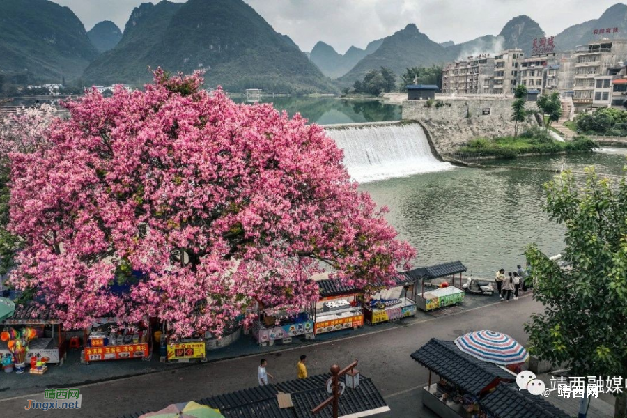 秋日浪漫的靖西，一抹“粉装”落河畔 - 靖西市·靖西网