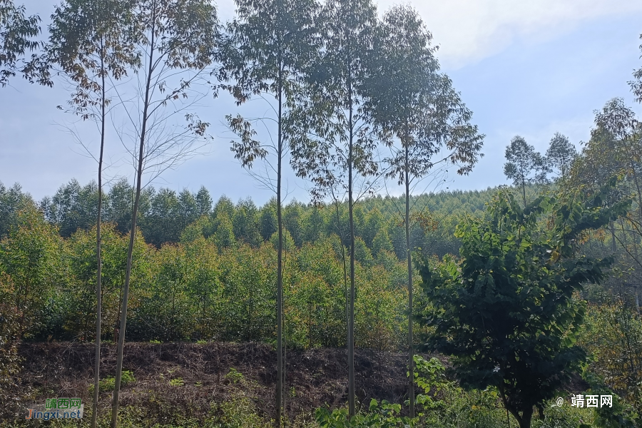 我们一起去牛头岭看风车吧 - 靖西市·靖西网