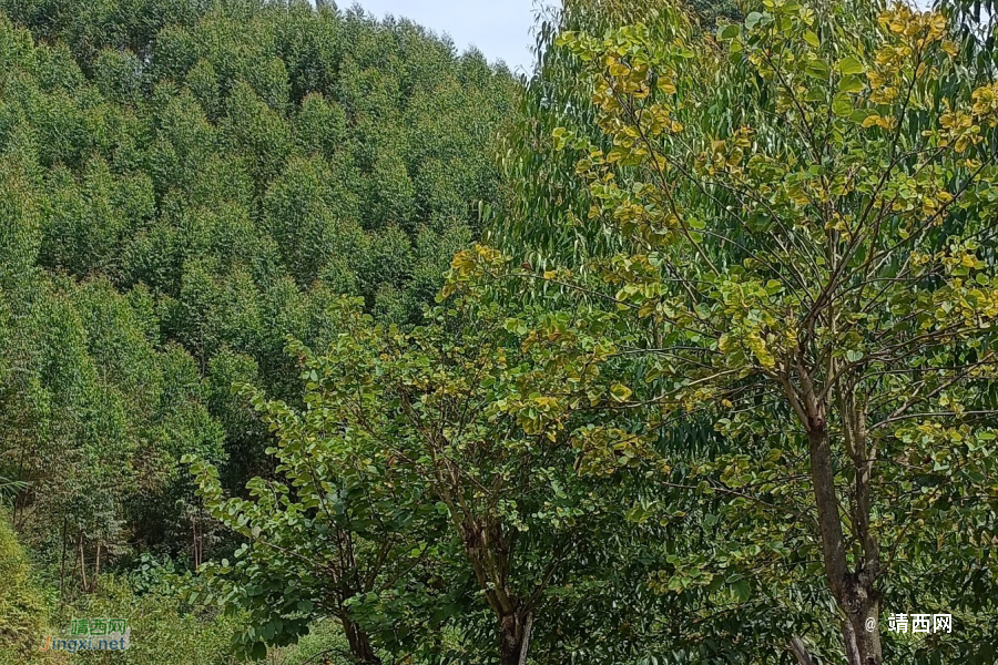 我们一起去牛头岭看风车吧 - 靖西市·靖西网