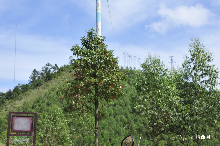 我们一起去牛头岭看风车吧 - 靖西市·靖西网