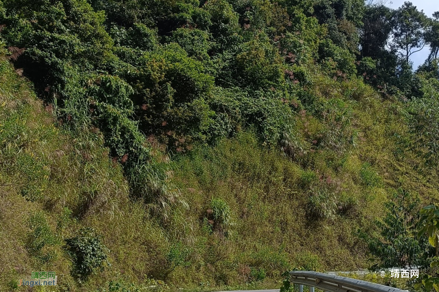 我们一起去牛头岭看风车吧 - 靖西市·靖西网