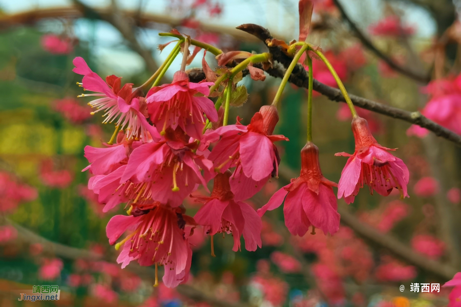 樱花树下的约定 - 靖西市·靖西网