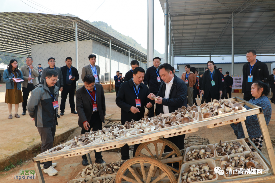 由靖西市选出的百色市第五届人大代表及靖西市第三届部分人大代表开展2023年集中视察 - 靖西市·靖西网