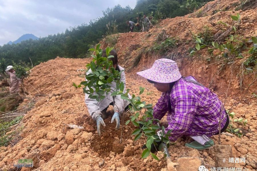靖西地州镇：“油茶+坚果”激发乡村振兴新动能 - 靖西市·靖西网