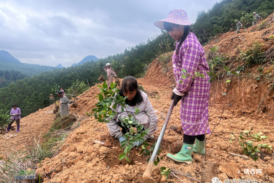 靖西地州镇：“油茶+坚果”激发乡村振兴新动能 - 靖西市·靖西网