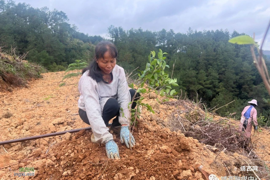 靖西地州镇：“油茶+坚果”激发乡村振兴新动能 - 靖西市·靖西网