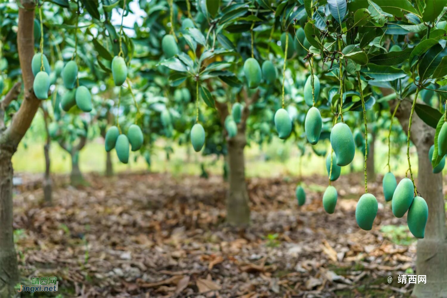 “到广西过冬养老”十条精品路线发布，这里有壮乡福地百色...... - 靖西市·靖西网