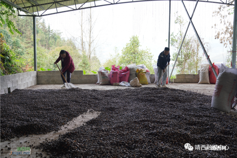 靖西：四村联合 魁圩油茶巧变“黄金油” - 靖西市·靖西网