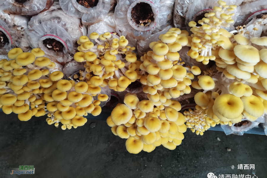 靖西：联农带农发展特色产业 - 靖西市·靖西网