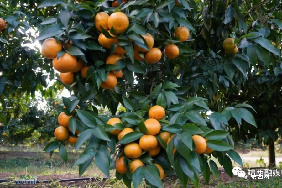 靖西：联农带农发展特色产业 - 靖西市·靖西网