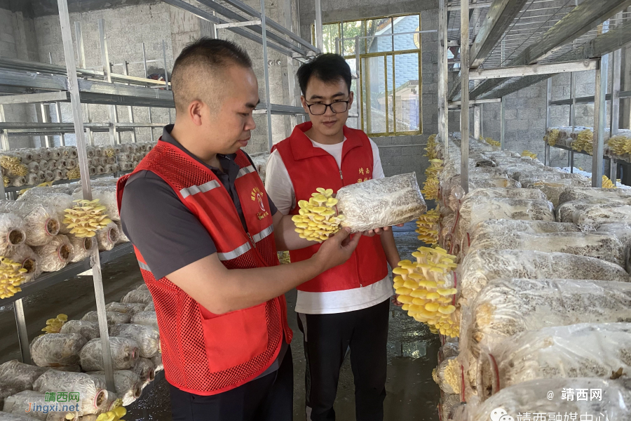 靖西：联农带农发展特色产业 - 靖西市·靖西网