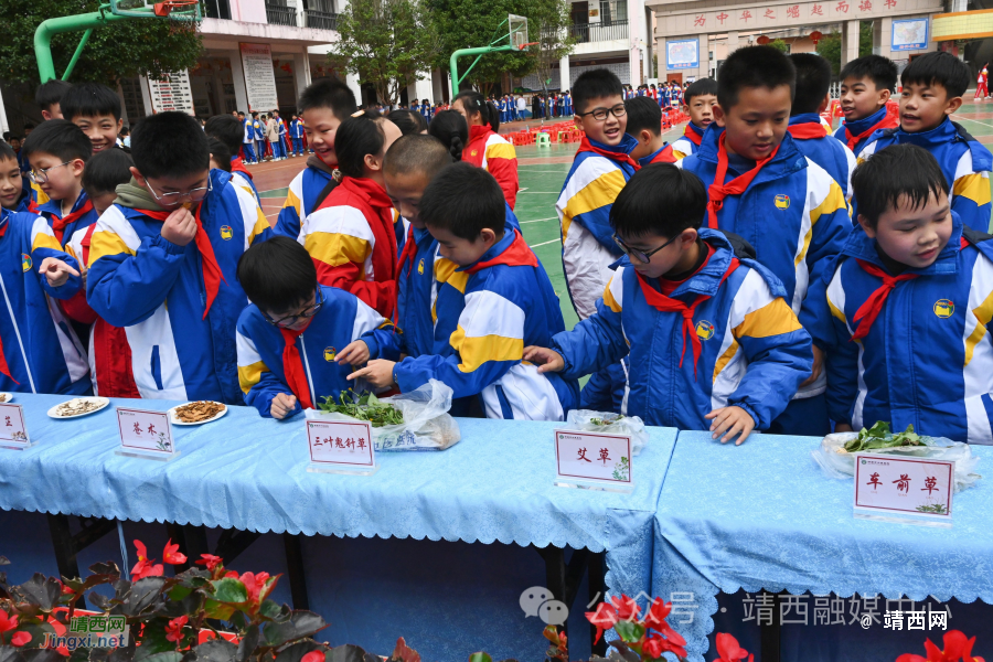 靖西：中医药文化进校园 传承国粹促成长 - 靖西市·靖西网