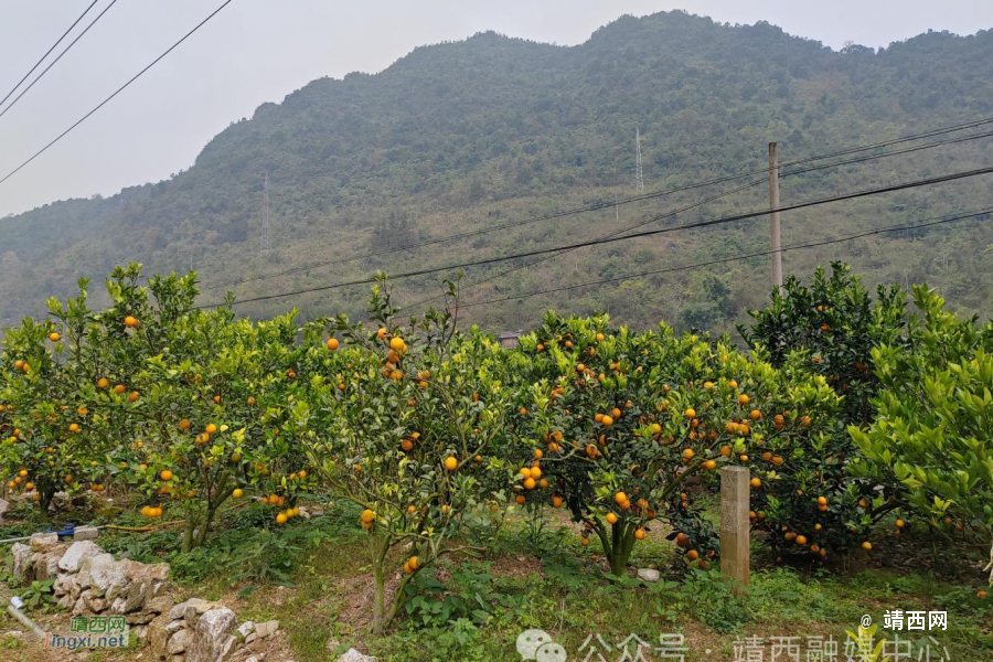 靖西市南坡乡：党建引领，高山脐橙喜迎丰收 - 靖西市·靖西网