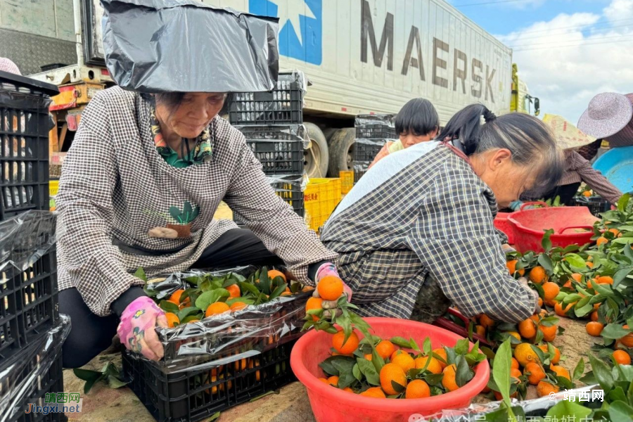 靖西市渠洋镇：大“橘”大利迎丰收，新春甜蜜上市 - 靖西市·靖西网