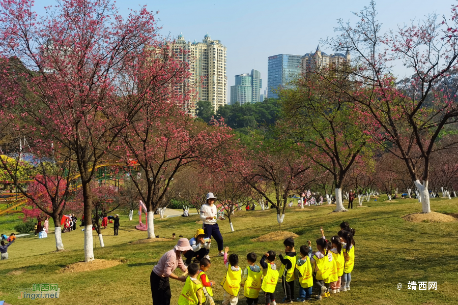 2024约在南宁石门公园樱花节 - 靖西市·靖西网