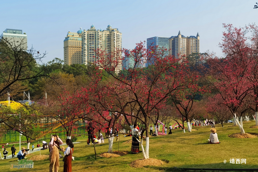2024约在南宁石门公园樱花节 - 靖西市·靖西网