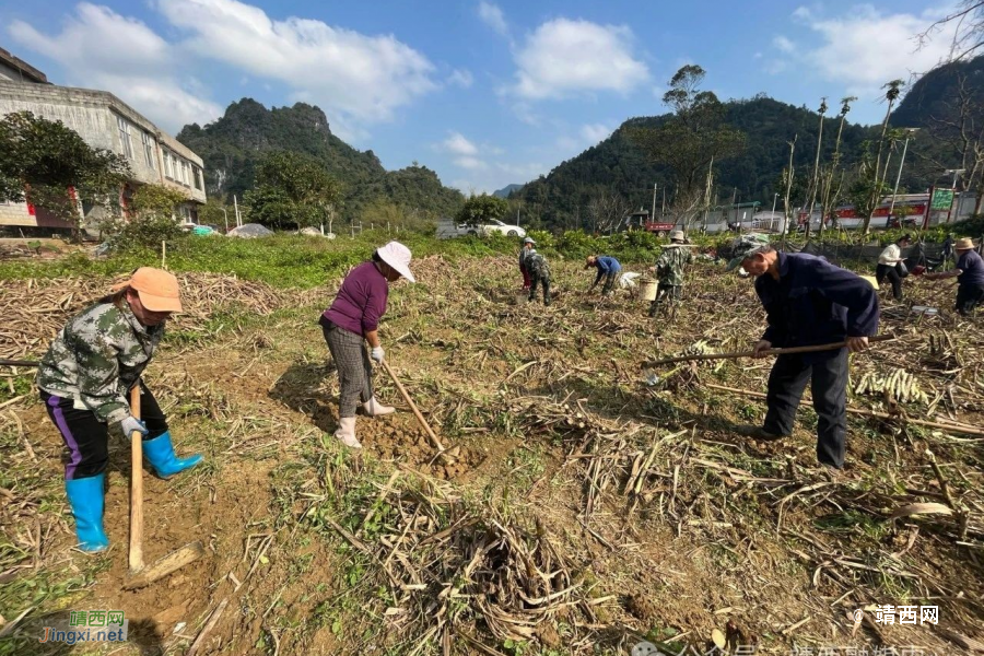 靖西市湖润镇：2024年春耕正当时 特色产业种植忙 - 靖西市·靖西网