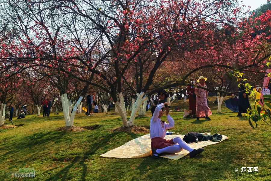 樱花树下的约定 - 靖西市·靖西网