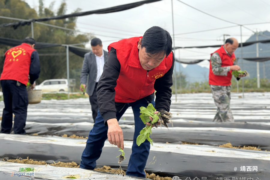 靖西市新靖镇：党旗领航助春耕 服务保障促发展 - 靖西市·靖西网