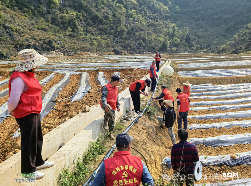 靖西市禄峒镇：节水滴灌新技术 助力烤烟稳生产 - 靖西市·靖西网