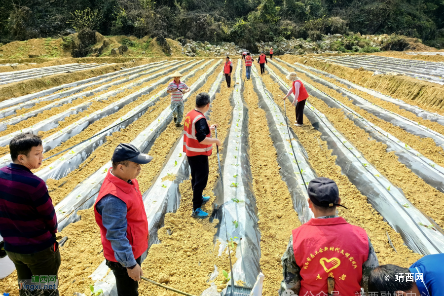 靖西市禄峒镇：节水滴灌新技术 助力烤烟稳生产 - 靖西市·靖西网