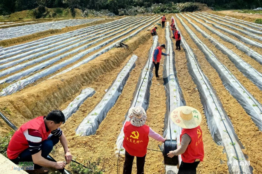 靖西市禄峒镇：节水滴灌新技术 助力烤烟稳生产 - 靖西市·靖西网