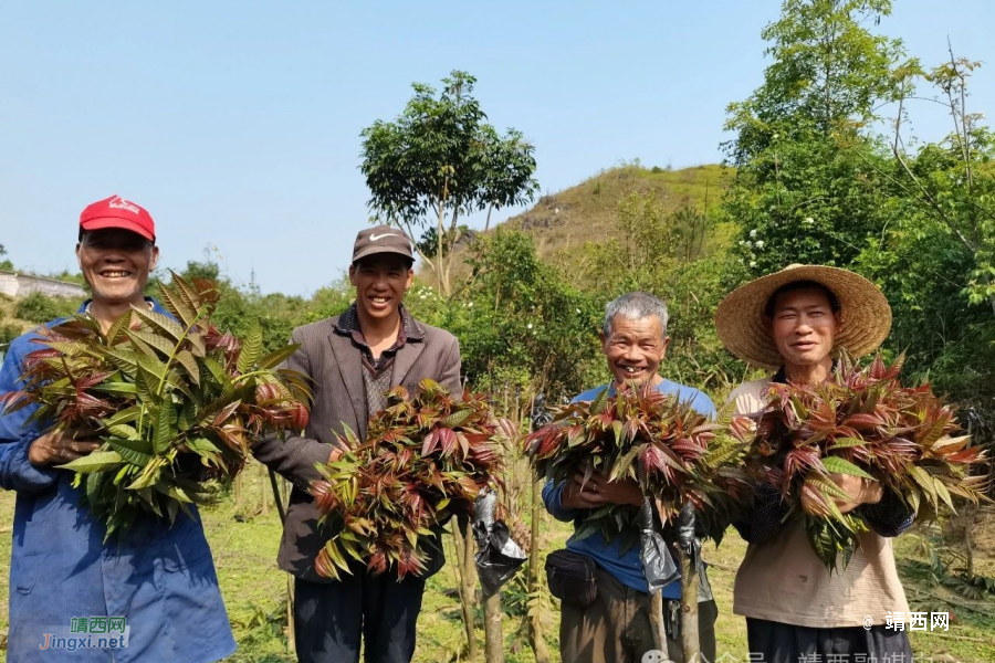 靖西市新甲乡大华村：“树上蔬菜”冒新芽 “椿”意盎然助增收 - 靖西市·靖西网