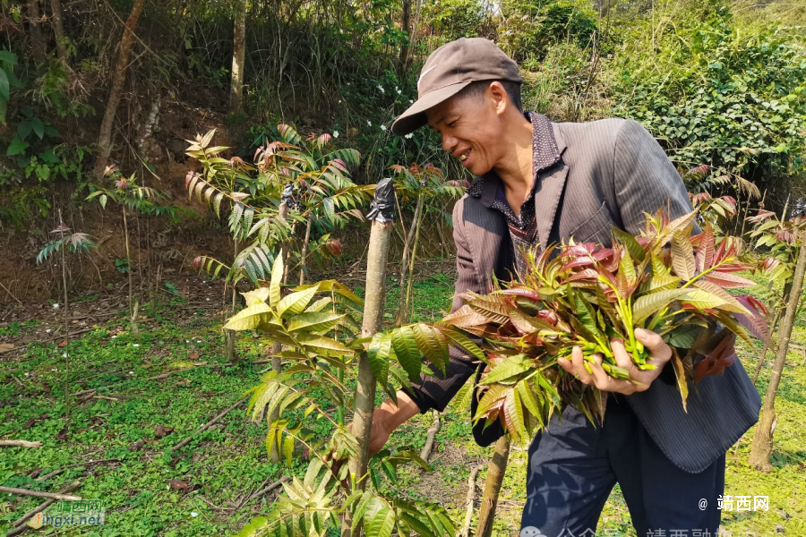 靖西市新甲乡大华村：“树上蔬菜”冒新芽 “椿”意盎然助增收 - 靖西市·靖西网