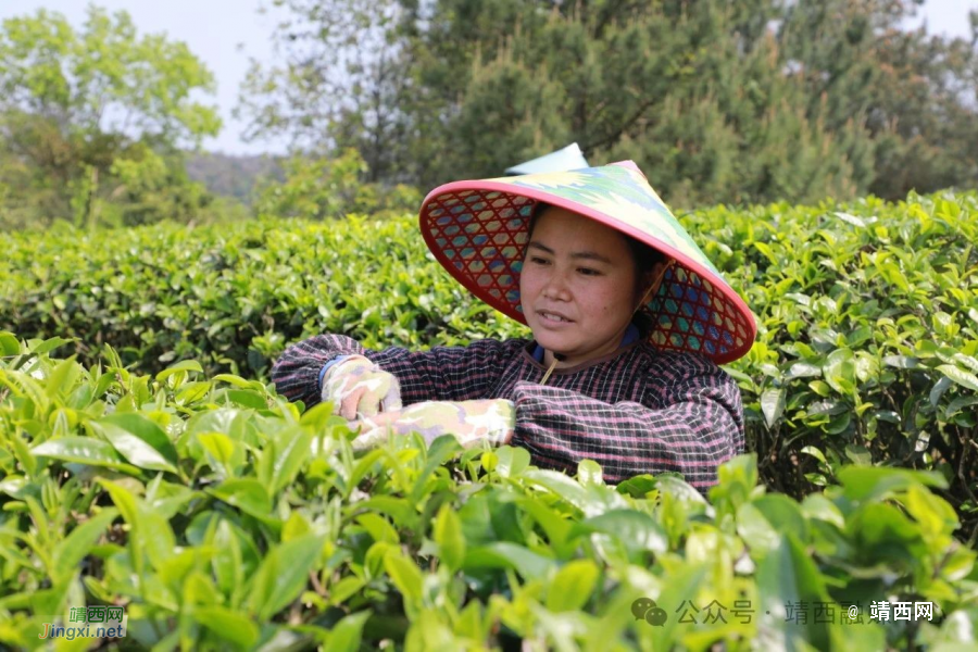 靖西：明前茶抢“鲜”上市！地州茶农开足马力忙生产 - 靖西市·靖西网