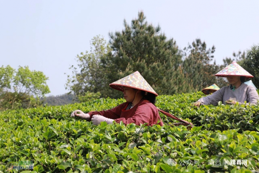 靖西：明前茶抢“鲜”上市！地州茶农开足马力忙生产 - 靖西市·靖西网