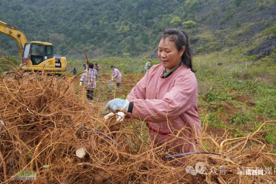 靖西地州镇：五指毛桃喜丰收 中草药种植拓富路 - 靖西市·靖西网