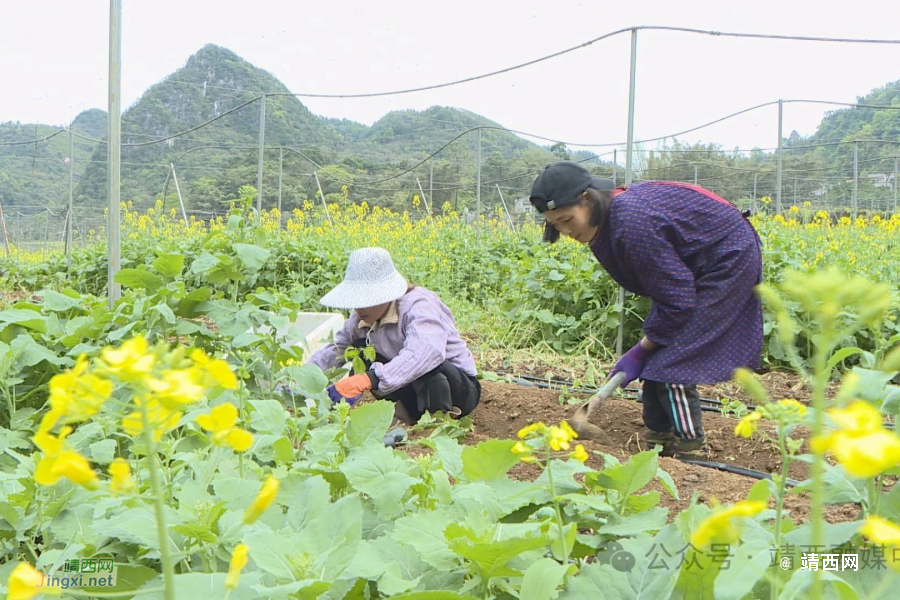 龙邦镇那坡村：百香果套种油菜 盘活土地助增收 - 靖西市·靖西网