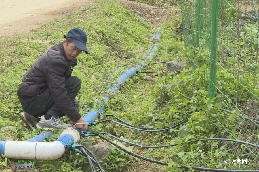 龙邦镇那坡村：百香果套种油菜 盘活土地助增收 - 靖西市·靖西网