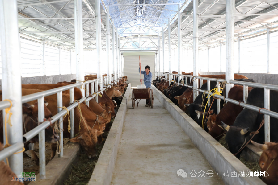 吞盘乡：发展养牛产业 壮大村集体经济 - 靖西市·靖西网