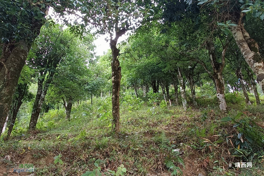 同德乌鸦山前传 - 靖西市·靖西网