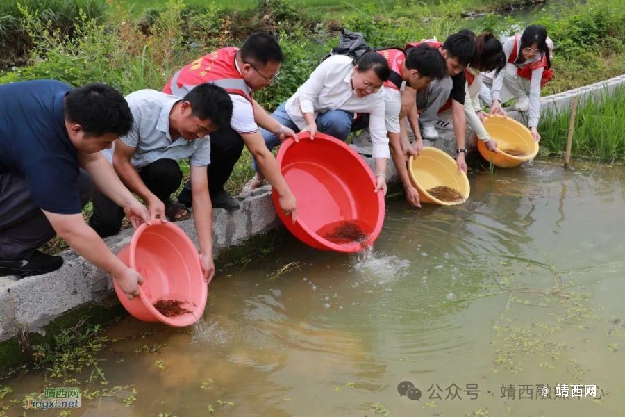 【乡村振兴】魁圩乡平巷村：探索一田多收新“稻”路 万尾鱼苗入秧田 - 靖西市·靖西网