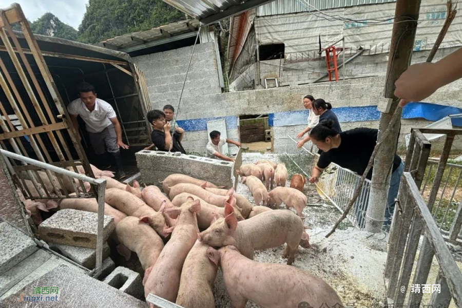 【乡村振兴】免费猪苗送下乡 助力农户促增收 - 靖西市·靖西网