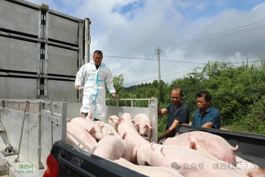 【乡村振兴】免费猪苗送下乡 助力农户促增收 - 靖西市·靖西网