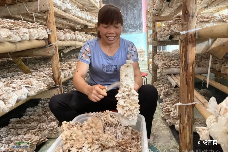 新甲乡大荷村：朵朵“雪莲”架上长 振兴路上添新景 - 靖西市·靖西网