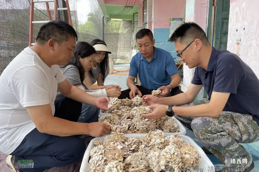 新甲乡大荷村：朵朵“雪莲”架上长 振兴路上添新景 - 靖西市·靖西网