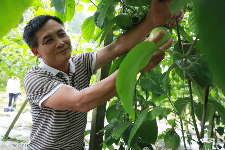 许国广：作产业发展“领头雁”，开垦荒地结硕果 - 靖西市·靖西网