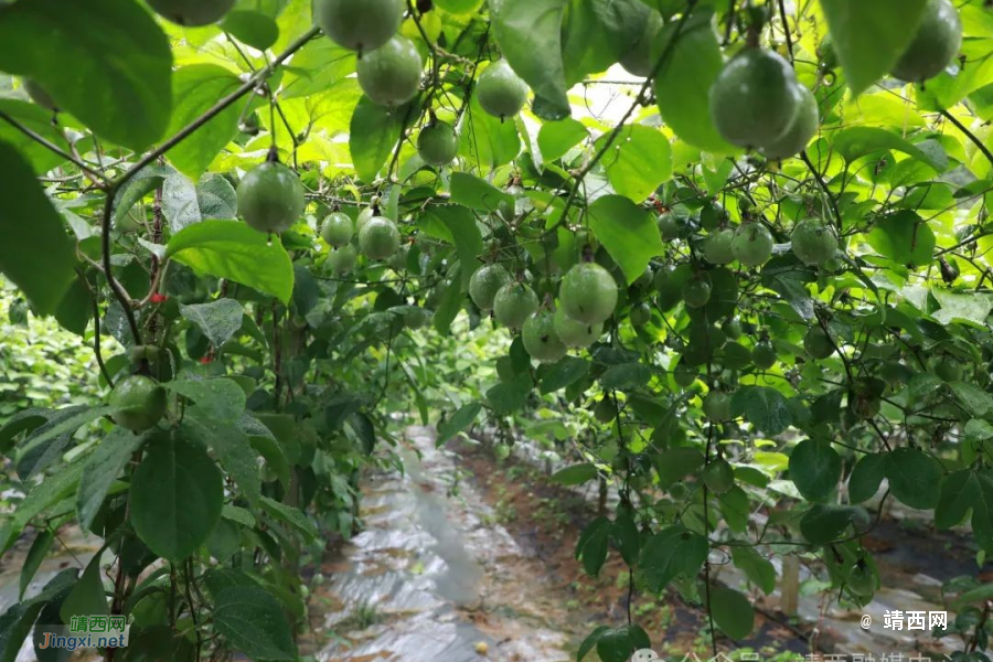 许国广：作产业发展“领头雁”，开垦荒地结硕果 - 靖西市·靖西网