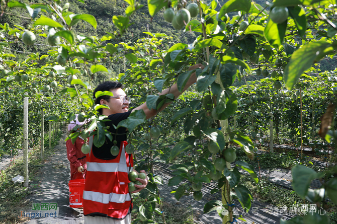龙临镇：乡村振兴结硕果 黄金百香喜丰收 - 靖西市·靖西网