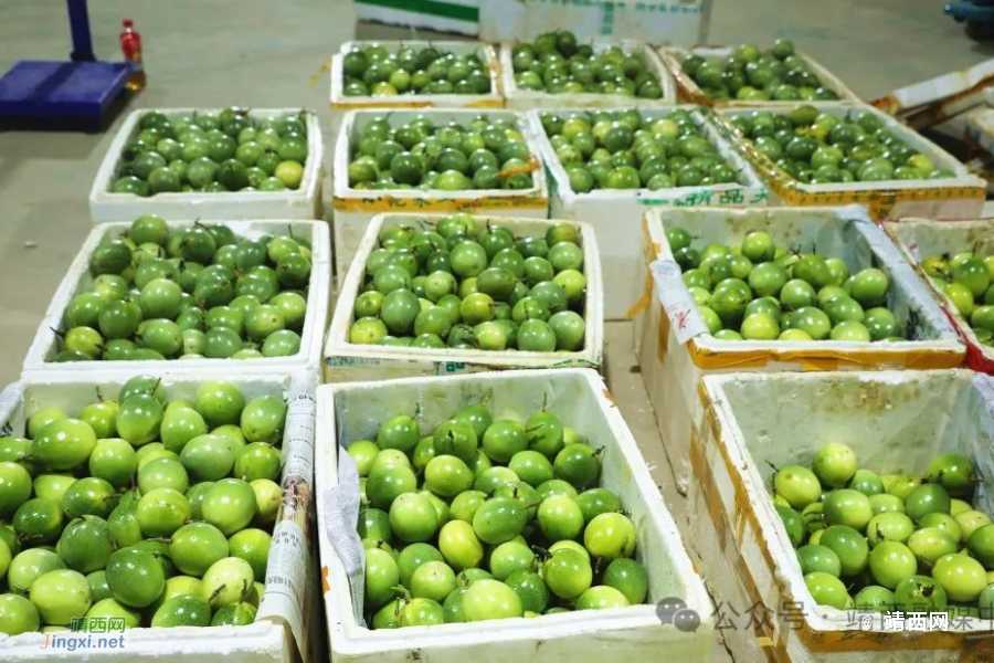 龙临镇：乡村振兴结硕果 黄金百香喜丰收 - 靖西市·靖西网