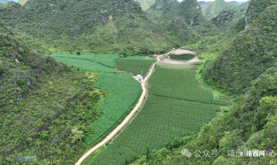 龙临镇：乡村振兴结硕果 黄金百香喜丰收 - 靖西市·靖西网